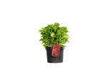 2 X Ortensia - Hydrangea Macrophylla 'Leuchtfeuer' | 25-30 Cm In Vaso