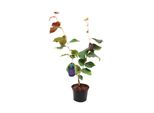 Amamelide - Hamamelis Intermedia 'Ruby Glow' | 40-60 Cm In Contenitore