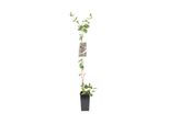 2 X Caprifoglio Selvatico - Lonicera Periclymenum 'Belgica Select' | 50-60 Cm In Contenitore