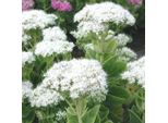 6 X Splendida Pianta Grassa - Sedum Spectabile 'Iceberg' | Vaso 9 Cm X 9 Cm
