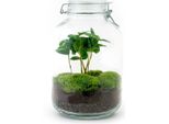 Giardino Di Bottiglie "Mason Jar"" - Terrario Vegetale Fai Da Te - Altezza 28 Cm - Con Pianta Di Caffè"