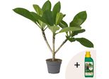 Frangipani + Cibo Vegetale - Plumeria Rubra 'Hawaii' - Altezza 45-55Cm - ⌀17Cm