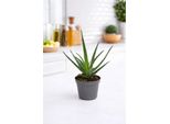 Pianta Di Aloe Vera Circa 25 Cm – Aloe Vera Autentica – Pianta Da Appartamento Di Facile Manutenzione, Vaso Incluso