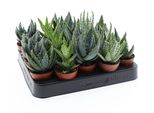 20X Aloe Vera Mix 10–12 Cm | Cactus E Piante Grasse Da Appartamento | Facili Da Curare | In Vaso