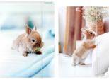 Cartella A4 Con Elastico Bunny Starpak 559727