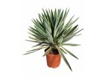 Sunny Tree - Yucca Gloriosa Variegata Palma Giglio, Resistente, Altezza 100 Cm, Vaso Da 10 Litri, Pianta Esotica Da Giardino