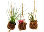 Kokodama - Set Con 3 Tillandsie Diverse In Piccoli Vasi Di Cocodama - Appesi - Garofani D'aria