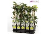 Clematis Armandii - Rampicante Sempreverde Con Fiori Bianchi Profumati - Ø15Cm, Altezza 65C