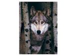 Eurographics Puzzle Del Lupo Grigio 1000 Pezzi