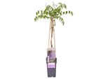 Wisteria Floribunda 'Naga Noda' - Pioggia Viola - Pianta Rampicante In Ø15Cm E Altezza 65C