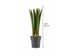 Sansevieria Cylindrica Straight Circa 40 Cm - Canapa Arcuata, Lingua Di Suocera, Pianta D'appartamento Che Purifica L'aria Per Migliorare L'aria Degli Ambienti Interni