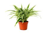 Giglio Verde Chlorophytum Laxum 30 Cm - Pianta D'appartamento Che Purifica L'aria Per Un Clima Interno Sano, Facile Da Curare E Decorativa