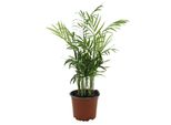 Palma Di Montagna 30 Cm Chamaedorea Elegans - Pianta D'appartamento Di Facile Manutenzione, Ideale Per Camere Da Letto E Soggiorni - Purificante Dell'aria E Decorativa