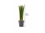 Sansevieria Cylindrica Dritta Circa 30 Cm - Canapa Arcuata, Lingua Di Suocera, Pianta D'appartamento Che Purifica L'aria Per Migliorare L'aria Degli Ambienti Interni