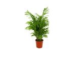 Palma Di Montagna 60 Cm Chamaedorea Elegans - Pianta D'appartamento Di Facile Manutenzione Per La Casa, Purificatrice Dell'aria E Decorativa - Ideale Per Soggiorni E Uffici