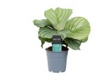 Calathea Orbifolia 30-40 Cm - Pianta Da Appartamento A Cesto Marante Per Il Soggiorno E L'ufficio - Facile Da Curare E Decorativa