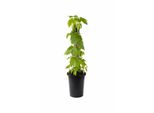 Pianta Di Luppolo Humulus Lupulus 40–60 Cm – Luppolo Vero, Pianta Rampicante Resistente All'inverno, A Crescita Rapida, Perenne