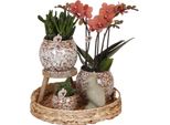 Kolibri Company | Set Regalo Natura Indomita | Set Di Piante Con Orchidea Phalaenopsis Rossa E Piante Grasse, Inclusi Vasi Decorativi In Ceramica