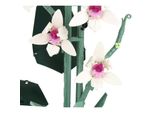 Elementi Costitutivi Orchidea Da Fiore In Un Vaso Da Fiori