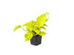 Pipremnum Golden Pothos Ivy Facile Da Curare, Pianta Da Appartamento Appesa Ø 12 Cm, Altezza Circa 20 Cm - Pianta Rampicante Per Interni