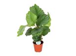 Meergroothandel Calathea Orbifolia - 60 Cm, Ø 17 Cm