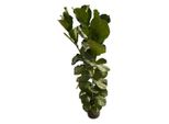 Ficus Lyrata Struik - 180 Cm - Ø30 Mm