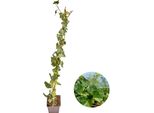 Hedera Hibernica - Edera - Hollyhocks