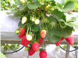 Fragole Tresca Semi Di Fragole Dolci E Succose Per Terreno E Vaso