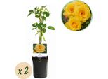 Rosa Rampicante Rosa Spring Queen - Giallo - Facile Da Curare - 2 Piante - 11Cm X H40Cm - Rose Profumate Per Giardino, Balcone E Terrazza