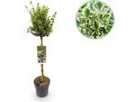 Greenboutiq - Pianta Da Giardino - Euonymus Fortunei Emerald Gaiety - Pianta A Stelo - Pianta Da Patio - Sempreverde - Bassa Manutenzione - Vaso 19Cm Altezza 90Cm