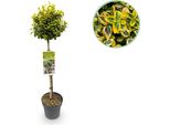 Greenboutiq - Pianta Da Giardino - Euonymus Fortunei Emerald N Gold - Pianta A Stelo - Pianta Da Giardino - Sempreverde - Bassa Manutenzione - Vaso 19Cm Altezza 90Cm