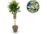 Greenboutiq - Pianta Da Giardino - Euonymus Fortunei Harlequin - Pianta A Stelo - Pianta Da Giardino - Sempreverde - Bassa Manutenzione - Vaso 19Cm Altezza 90Cm