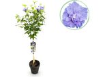 Greenboutiq - Pianta Da Giardino - Hibiscus Syriacus Blue Chiffon® - Pianta Standard - Pianta Da Terrazzo - Decidua - Facile Da Curare - Vaso 19Cm Altezza 90Cm