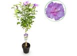 Greenboutiq - Pianta Da Giardino - Hibiscus Syriacus Lavendor Chiffon® - Pianta A Stelo - Pianta Da Terrazzo - Decidua - Bassa Manutenzione - Vaso 19Cm Altezza 90Cm