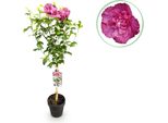 Greenboutiq - Pianta Da Giardino - Hibiscus Syriacus Magenta Chiffon® - Pianta A Stelo - Pianta Da Terrazzo - Decidua - Bassa Manutenzione - Vaso 19Cm Altezza 90Cm