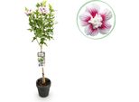 Greenboutiq - Pianta Da Giardino - Hibiscus Syriacus Starburst Chiffon® - Pianta A Stelo - Pianta Da Terrazzo - Decidua - Bassa Manutenzione - Vaso 19Cm Altezza 90Cm