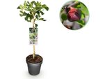 Greenboutiq - Pianta Da Giardino - Ficus Carica Brown Turkey - Pianta A Stelo - Pianta Da Terrazzo - Decidua - Bassa Manutenzione - Vaso 19Cm Altezza 90Cm