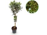 Greenboutiq - Pianta Da Giardino - Olea Europaea - Pianta A Stelo - Pianta Da Terrazzo - Sempreverde - Bassa Manutenzione - Vaso 19Cm Altezza 90Cm