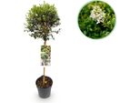 Greenboutiq - Pianta Da Giardino - Ligustrum Delavayanum - Pianta A Stelo - Pianta Da Giardino - Sempreverde - Bassa Manutenzione - Vaso 19Cm Altezza 90Cm
