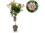 Greenboutiq - Pianta Da Giardino - Viburnum Tinus Eve Price - Pianta A Stelo - Pianta Da Giardino - Sempreverde - Bassa Manutenzione - Vaso 19Cm Altezza 90Cm