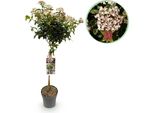 Greenboutiq - Pianta Da Giardino - Viburnum Tinus - Pianta A Stelo - Pianta Da Terrazzo - Sempreverde - Facile Da Curare - Vaso 19Cm Altezza 90Cm