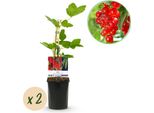 Ribes Rosso - Ribes Rubrum Jonkheer Van Tets - Pianta Da Frutto - Ribes Rosso - 2 Piante - Vaso 11Cm Altezza 40Cm