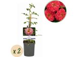 Rosa Rampicante - Rosa Salmon Queen - Fiori Rosa Salmone - 2 Piante - 11 Cm - Altezza 40 Cm - Profumata E Facile Da Curare - Fioritura Da Giugno A Ottobre