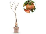 Greenboutiq - Pianta Da Frutto - Melo - Malus Domestica Elstar - Mela Rossa Verde - Vaso 21Cm Altezza 90Cm