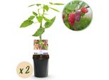 Tayberry - Rubus Tayberry - Pianta Da Frutto - Incrocio Tra Lampone E Mora - 2 Piante - Vaso 11Cm Altezza 40Cm