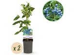 Mirtillo - Vaccinium Corymbosum Goldtraube - Mirtillo - Pianta Da Frutto - Senza Spine - 2 Piante - Vaso 11Cm Altezza 40Cm