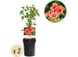 Trombetta Campsis Radicans Madame Galen - Fiori Arancioni - 2 Piante - 11 Cm X H40 Cm - Fino A 10 M - Facile Da Curare - Ideale Per Giardino, Balcone E Pergola