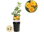 Green Boutiq - Campsis Radicans Flava - Fiore Giallo - Poca Manutenzione - 2 Piante - Vaso 11 Cm Altezza 40 Cm