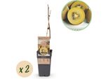 Actinidia Deliciosa Golden Kiwi - 2 Piante Da Frutto - Dolci Frutti Gialli - Ø15Cm Altezza 50Cm - Facile Da Curare E Ricca Di Vitamine
