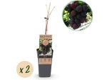 Vite - Vitis Vinifera Himrod - Uva Senza Semi - 2 Piante - Pianta Da Frutto - 15Cm - Altezza 50Cm